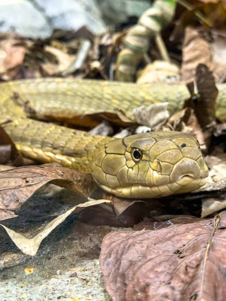 A close-up of a king cobra in the RepTopia building at the Singapore Zoo.