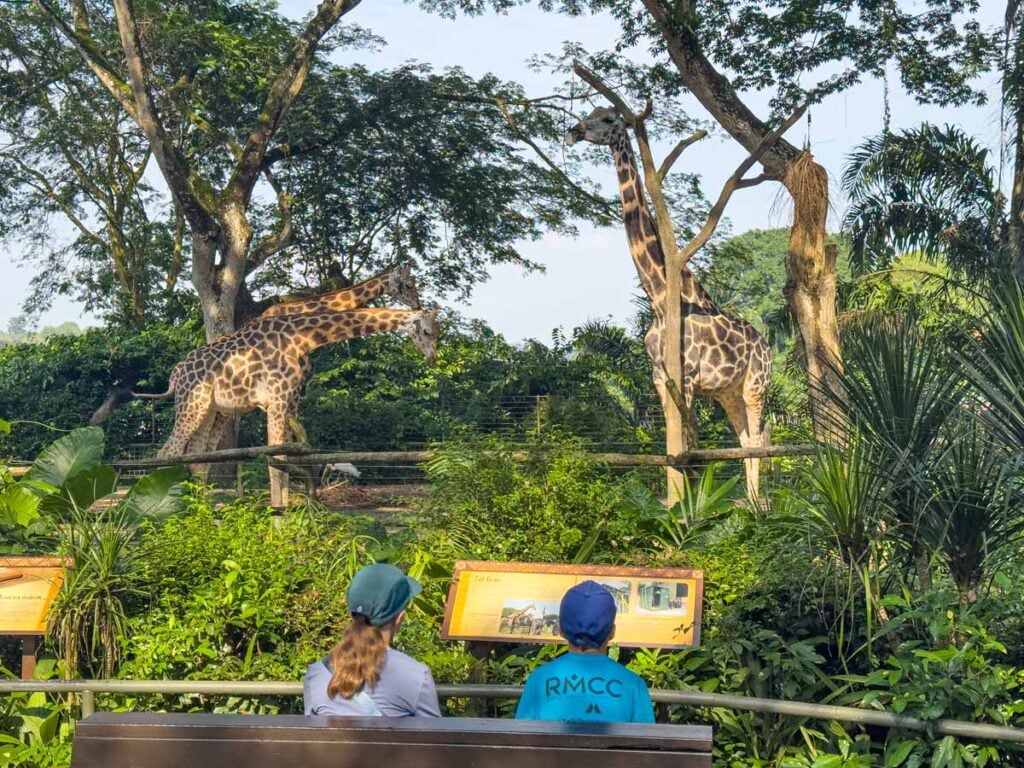 The Brewer kids sit on a bench to watch Rothschild’s giraffes at the Singapore Zoo.