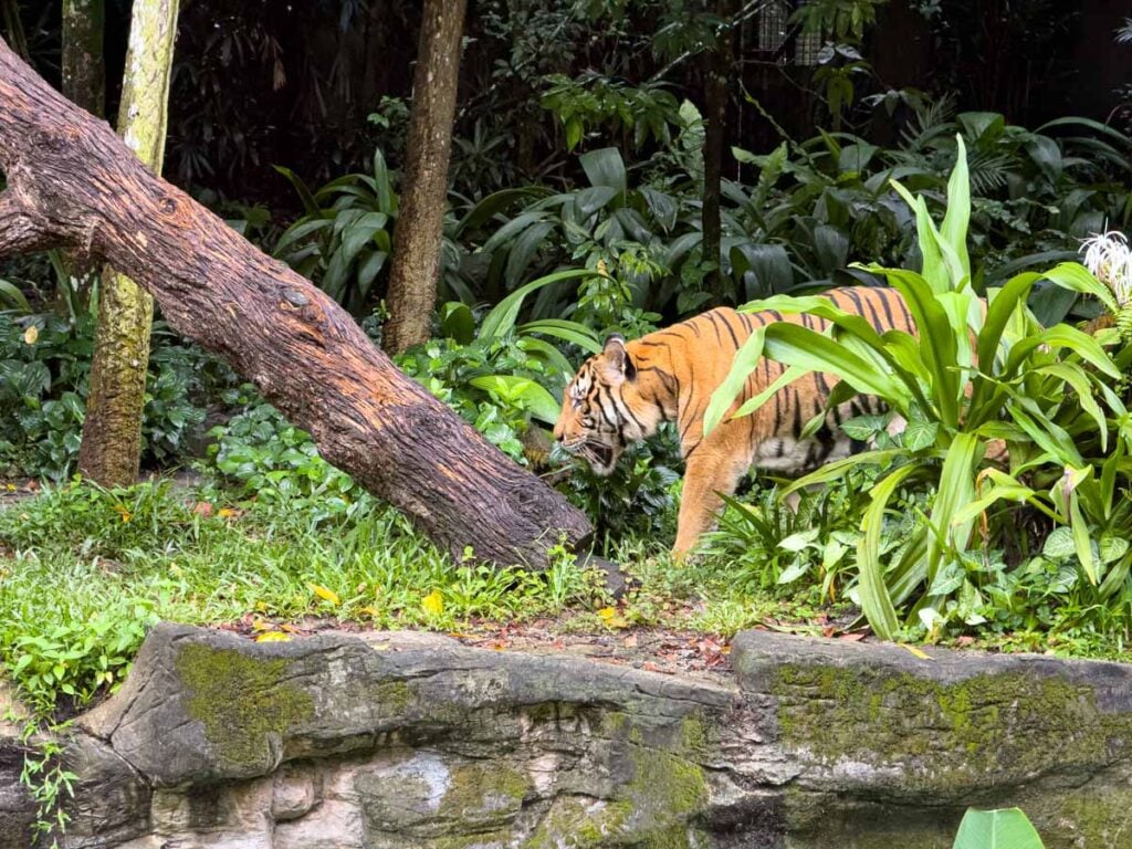 A very vocal tiger emerges from the forest at the Singapore Zoo.