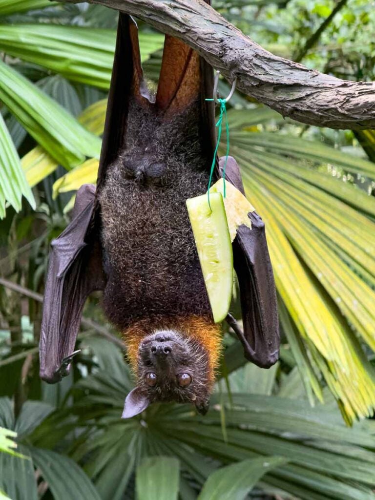 An upside-down flying fox at the Fragile Forest exhibit at the Singapore Zoo.