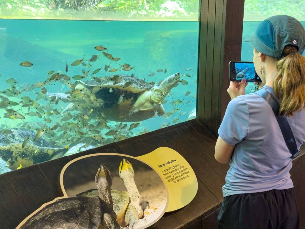A Brewer child takes a picture of a snake necked turtle at the RepTopia exhibit at the Singapore Zoo.