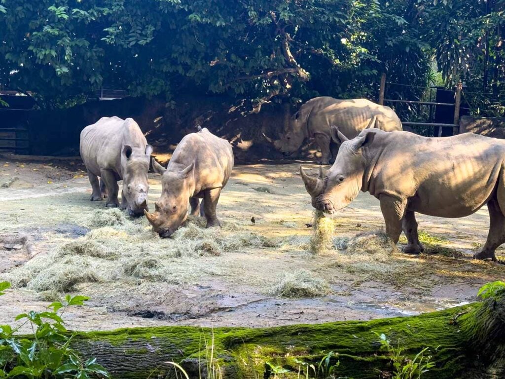 Four southern white rhinos at feeding time at the Singapore Zoo.