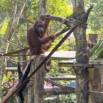 Singapore with kids - Singapore Zoo - orangutans An orangutan and gibbon at the Singapore Zoo.