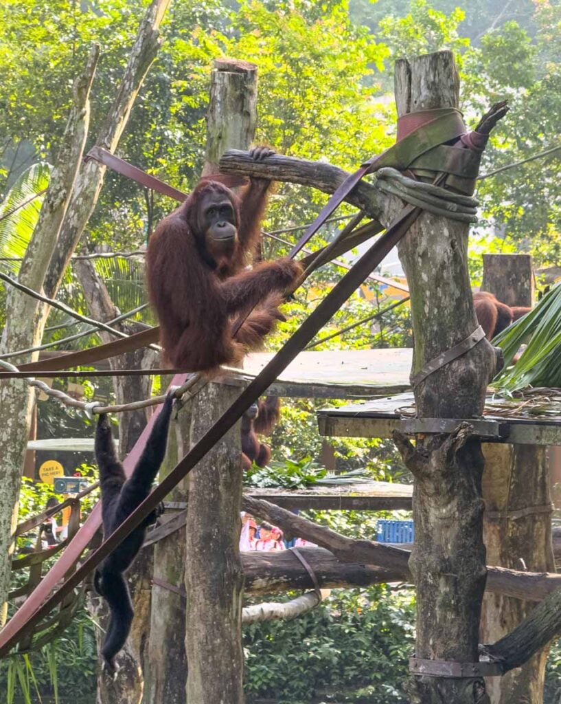 An orangutan and gibbon at the Singapore Zoo.