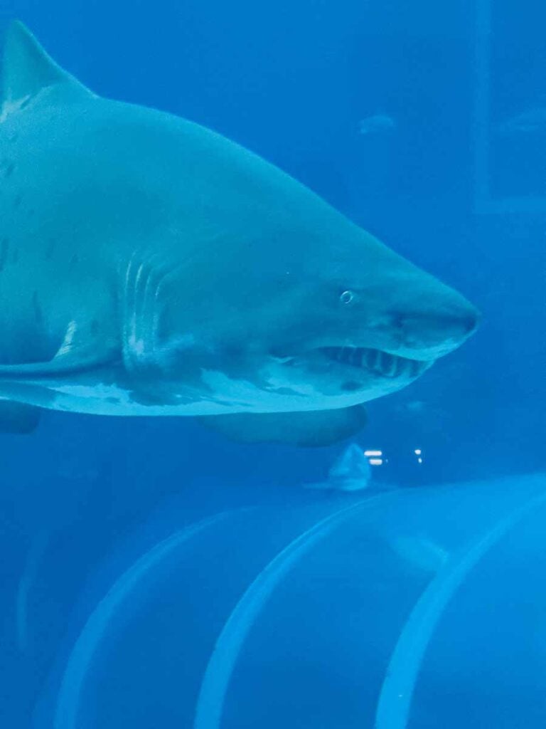 A large shark with visible teeth swims past the underwater tunnel at the Shark Seas exhibit at the Singapore Oceanarium.