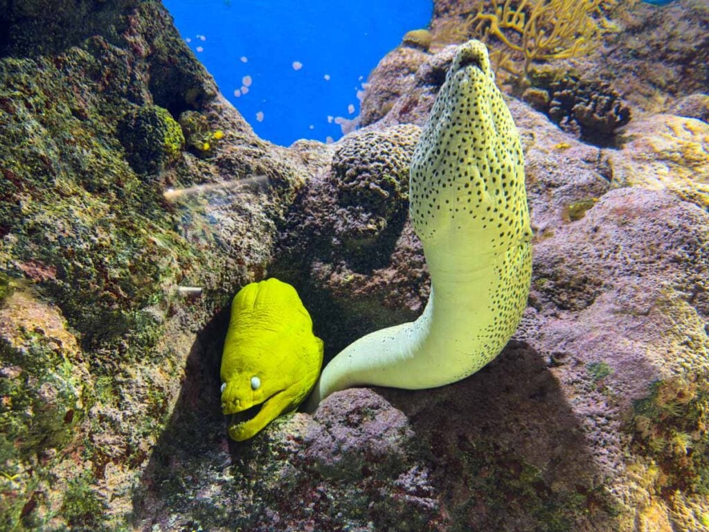Two Moray eels at the Singapore Oceanarium.