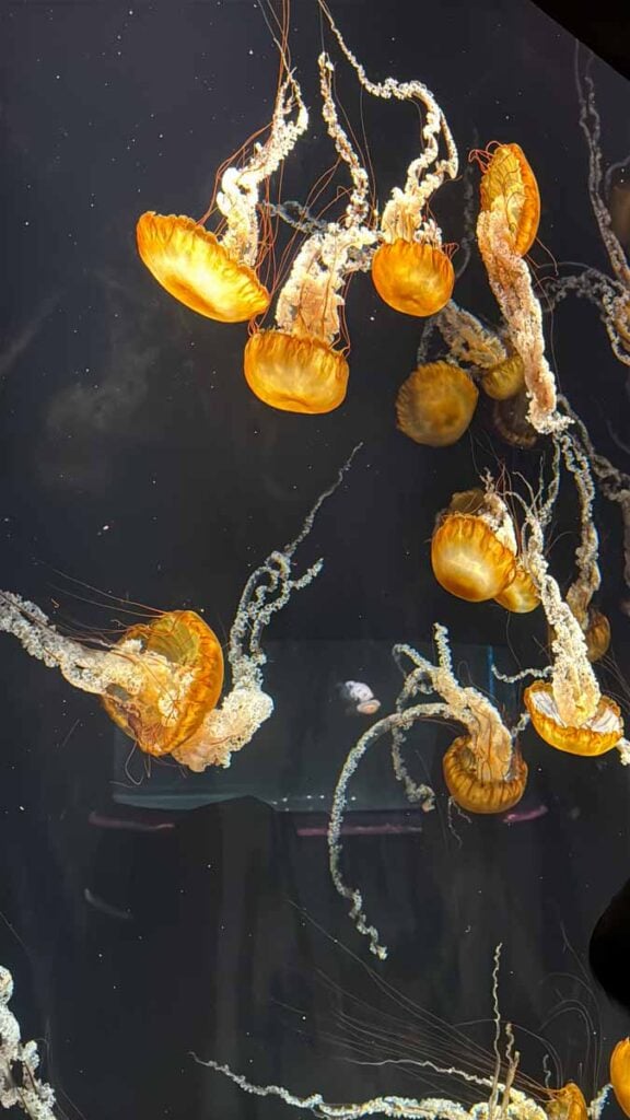 Colourful jellyfish on display at the Open Ocean exhibit at the Singapore Oceanarium on Sentosa Island.