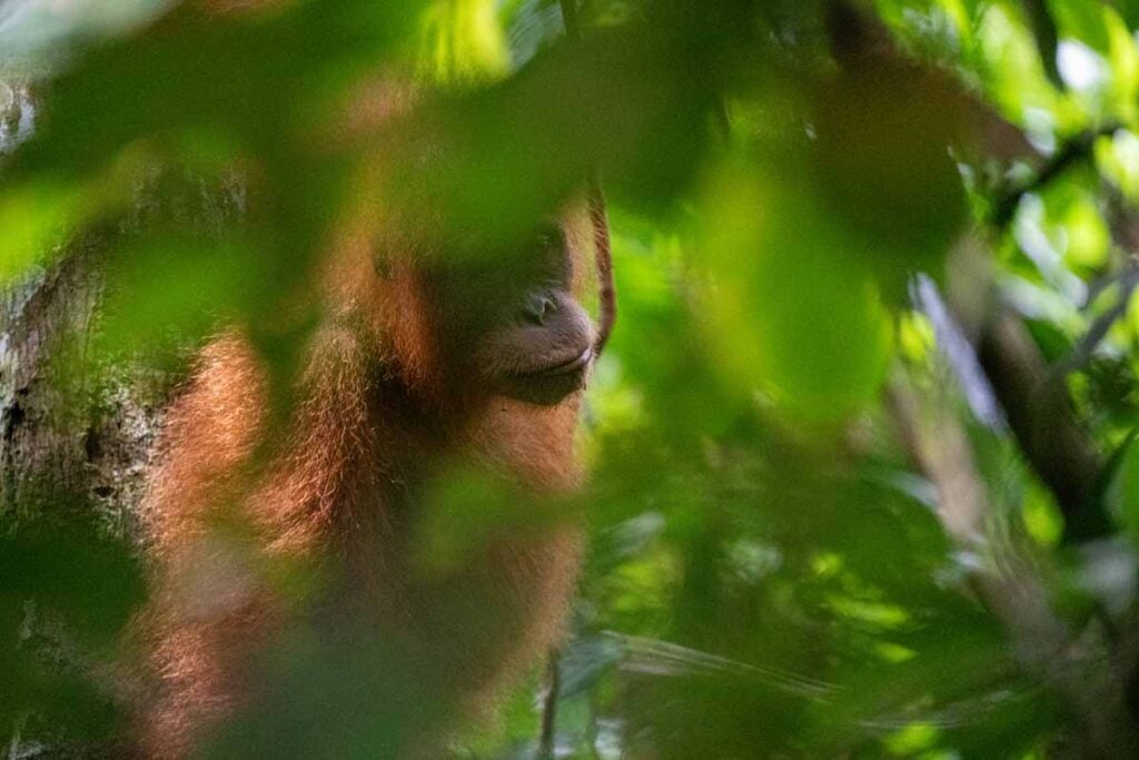 An orangutan in the trees in orangutans in Gunung Leuser National Park near Bukit Lawang, Indonesia.