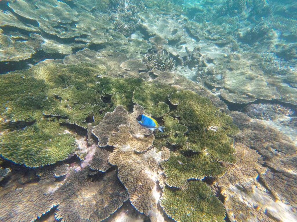A blue tropical fish swims over healthy coral near Pulau Weh.