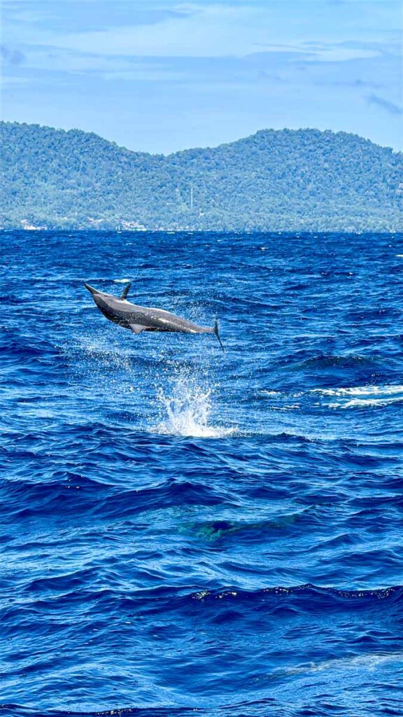 A spinner dolphin in mid-air off the coast of Pulau Weh, Indonesia.