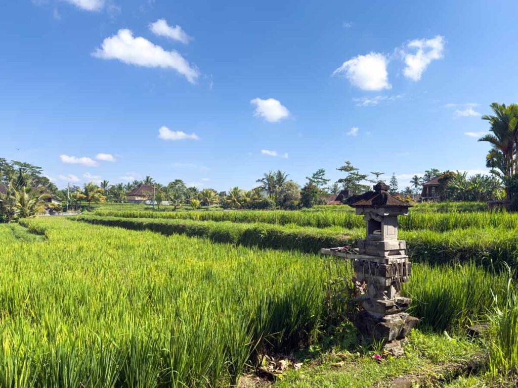 Rice fields alongside the Bukit Campuhan Ridge Walk in Ubud.