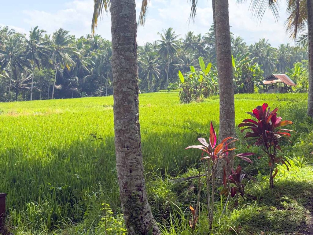Tranquil rice fields outside Ubud on the Kajeng Rice Field Walk.