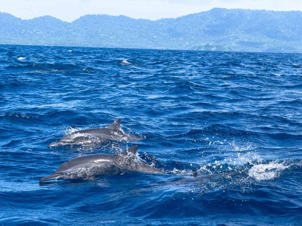 A large pod of spinner dolphins seen on a dolphin watching tour on Pulau Weh.