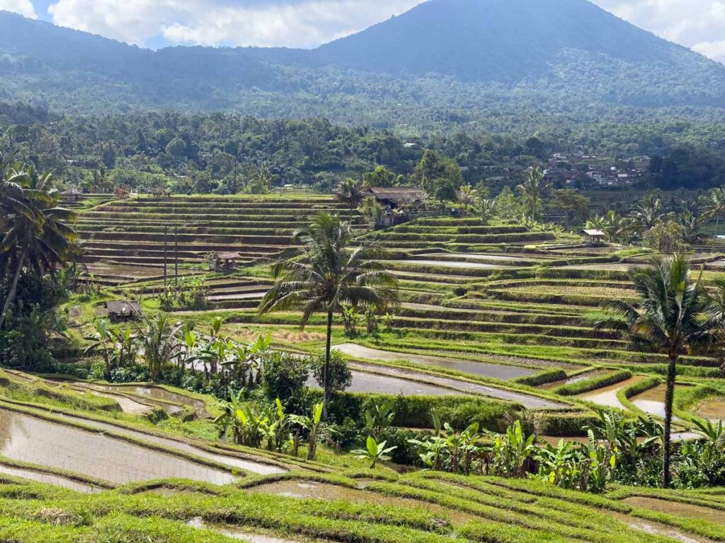 Elevated view of Jatiluwih Rice Terraces in Bali, Indonesia.